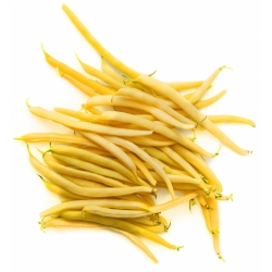Kacang kuning kuning "Laurina" - pelbagai awal awal - Phaseolus vulgaris L. - benih