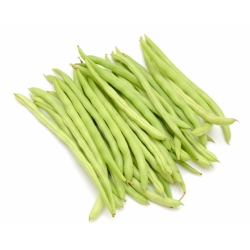 Green French bean "Scuba" - medium early variety - 200 seeds