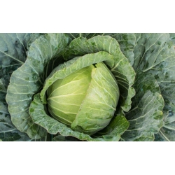 White cabbage "First harvest" - TREATED SEEDS