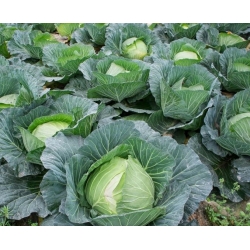 White cabbage "Stone Head" - TREATED SEEDS