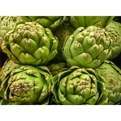 Alcachofera - Gros Vert de Laon - 10 semillas - Cynara scolymus