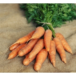 Carrot "Dolanka" - late variety - 4250 seeds