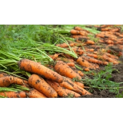 Carrot "Coral" - late variety - TREATED SEEDS - 4250 seeds
