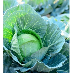 White cabbage "Stone Head" - COATED SEEDS - 100 seeds