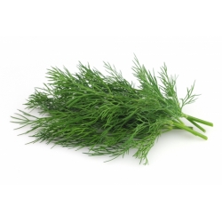 Garden dill "Bouquet" - for pot cultivation - COATED SEEDS - 300 seeds
