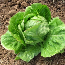 Iceberg lettuce "Queen of Summer" - crisp, early variety - COATED SEEDS - 250 seeds