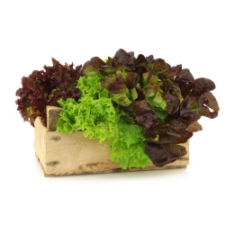 Salad - Campuran pelbagai - BURUH TANAMAN - 250 biji - Lectuca sativa  - benih