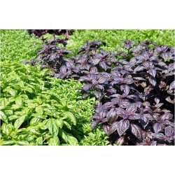 Basil variety mix - COATED SEEDS - 50 seeds