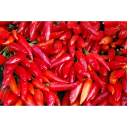 Халапено пипер - червен, много горещ сорт - 85 семена - Capsicum L.