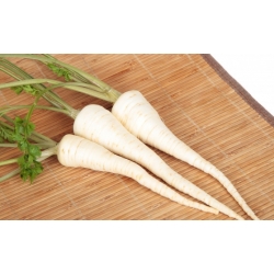 Root Parsley "Olomuncka" - long, white roots - 4250 seeds
