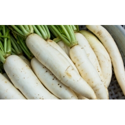 Radish "Mino Early" - summer variety with elongated, white roots - 300 seeds
