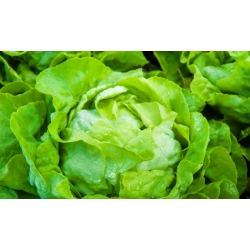 Butterhead salad "Syrena" - daun hijau pucat - 900 biji - Lactuca sativa L. var. Capitata - benih