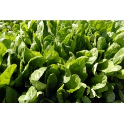 Spinach "Matador" - TREATED SEEDS - 1800 seeds