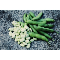 Broad bean "Hangdown White" - 500 g of seeds