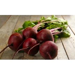 甜菜根“深红色球” -  100克种子 -  5000粒种子 - Beta vulgaris L. - 種子