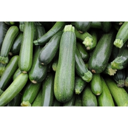 Zucchini "Soraya" - 100 g hạt - 1000 hạt - Cucurbita pepo 