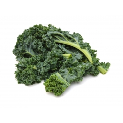Kale "Halbhoher grüner krauser" - 50 g de semințe - 15000 de semințe - Brassica oleracea L. var. sabellica L.