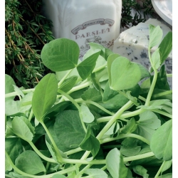Sugar pea shoots - tastiest part of the plant - Baby Leaf