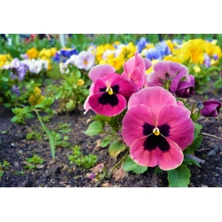 Pansă cu grădină mare cu flori "Laura Swiss" - roz cu un punct - 320 de semințe - Viola x wittrockiana 