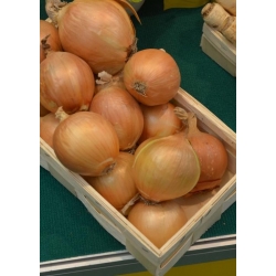 البصل "Majka" - إنتاجية عالية ، متنوعة في وقت مبكر - 500 البذور - Allium cepa L. - ابذرة