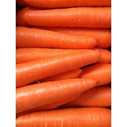 Carrot "Jagna" - medium early variety - 4250 seeds