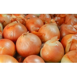 Onion "Lawica" - late, disease-resistant variety - 1250 seeds