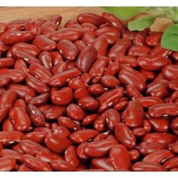 لوبیای قرمز "Kreacja" - انواع بسیار پر جنب و جوش - Phaseolus vulgaris L. - دانه