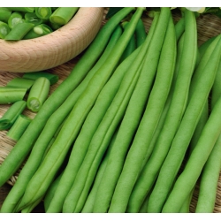 Fasulye "Esterka" - lezzetli, telsiz, yeşil bakla - Phaseolus vulgaris L. - tohumlar