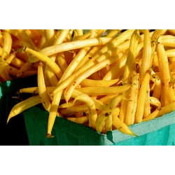 Yellow French bean "Maxidor" - tasty and stringless variety - 120 seeds