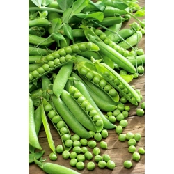 Field pea "Pegasus" - extremely sweet - 200 seeds
