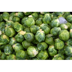 Kecambah Brussel "Dolores F1" - varietas hijau yang tahan terhadap kekeringan - 160 biji - Brassica oleracea var. gemmifera