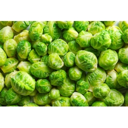 Brussels sprout "Long Island" - dozends of heads from one plant - 320 seeds