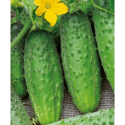 Uhorka "Hela F1" - dlhá, poľná odroda pre zaváraniny a uhorky - 175 semien - Cucumis sativus - semená