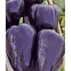 Pepper "Nokturn" - dark purple, triangular fruit
