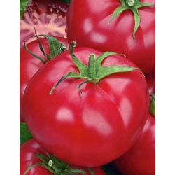 Tomato "Prezes" - câmp, zmeură, varietate delicioasă - Lycopersicon esculentum Mill  - semințe