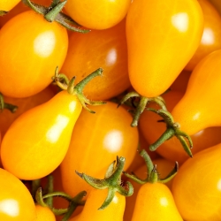 Tomato "Perun" yellow, pear-shaped fruit ideal for salads and garnishing