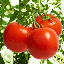 گوجه فرنگی "هاردی" - برای گلخانه و تحت پوشش کشت، تولید میوه بزرگ و با دوام - Lycopersicon esculentum  - دانه