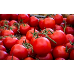 Tomate 'Pedro' - für Gewächshäuser oder unter Schutzabdeckungen, ​lagerfähige Sorte