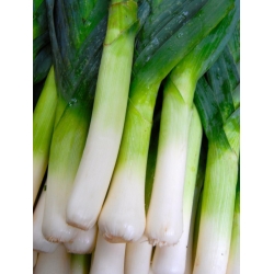 Leek "Titus" - for autumn harvest, direct sow possible - 320 seeds