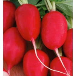 Radish "Lucynka" - early, carmine-red variety resistant to becoming pithy - 850 seeds