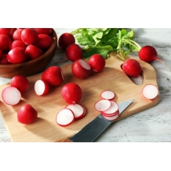 Radish "Saxa Polana" - for field, greenhouse and tunnel cultivation - 850 seeds