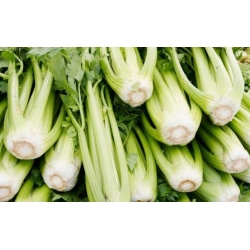 Cellery "Verde Pascal" - thick, tasty, pale green leaves - 2600 seeds