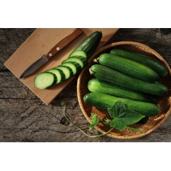 Cucumber "Saladin F1" - for greenhouse and under cover cultivation, fruit up to 35 cm long - 32 seeds