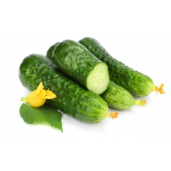 Cucumber "Dalila F1" - medium early variety for pickling in jars and barrels - 200 seeds