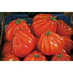 Tomate - Or Pera d'Abruzzo - Lycopersicon esculentum Mill  - semillas