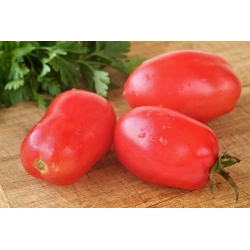Tomato "Sheikh" - pelbagai bidang menghasilkan buah silinder dengan daging yang sangat teguh - Lycopersicon esculentum Mill  - benih
