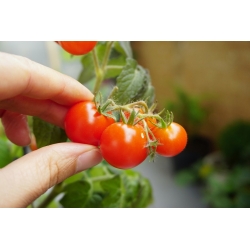 Tomat "Vilma" - varietate mică, roșie ideală pentru cultivarea oalelor - Lycopersicon esculentum Mill  - semințe