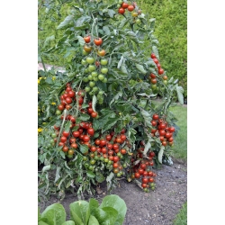 עגבנייה "Gartenperle" - פירות חיים אדומים, דובדבנים - Lycopersicon esculentum Mill  - זרעים