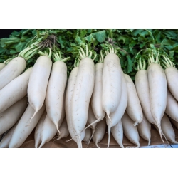 Radish "Astor" - akar putih, panjang untuk kegunaan langsung - 425 biji - Raphanus sativus - benih