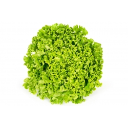 Lettuce "Rekord" - frizzled leaves - 900 seeds